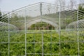 Vegetable greenhouses shelf