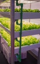 Plant grow with artificial LED lighting