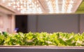 Plant grow with artificial LED lighting