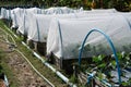 Vegetable grow in net for protecting insect Royalty Free Stock Photo