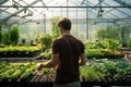 A vegetable grower works in a large industrial greenhouse growing vegetables and herbs.