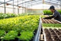 A vegetable grower works in a large industrial greenhouse growing vegetables and herbs.