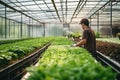 A vegetable grower works in a large industrial greenhouse growing vegetables and herbs.