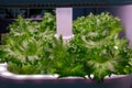 Vegetable growing with LED Light Indoor farm, Agriculture Technology. Organic hydroponic Brassica chinensis Royalty Free Stock Photo