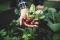 Vegetable harvest. Hands holding a fresh radish from small farm. Concept of agricultural. Young woman picking root vegetables. Royalty Free Stock Photo