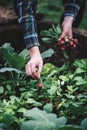 Vegetable harvest. Hands holding a fresh radish from small farm. Concept of agricultural. Young woman picking root vegetables.