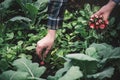 Vegetable harvest. Hands holding a fresh radish from small farm. Concept of agricultural. Young woman picking root vegetables. Royalty Free Stock Photo