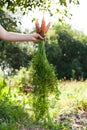 Vegetable harvest, organic dirty carrot