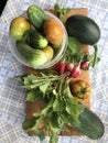 Vegetable harvest on the table