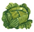 Vegetable, headed cabbage, hand drawn watercolor illustration