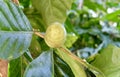 Green Noni or Morinda Citrifolia Fruit on Tree