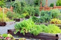 Vegetable and herb garden. Royalty Free Stock Photo