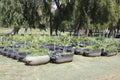 Vegetable and herb garden Royalty Free Stock Photo