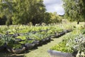 Vegetable and herb garden Royalty Free Stock Photo