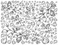 Hand Drawn of Pod of Chick Peas Background Royalty Free Stock Photo