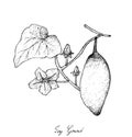 Hand Drawn of Coccinia Grandis Fruits or Ivy Gourd Royalty Free Stock Photo