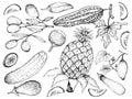 Hand Drawn of Gourd and Squash Fruits Royalty Free Stock Photo