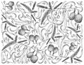 Hand Drawn Background of African Locust Bean Fruits