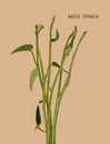 Vegetable and Herb, Vector Illustration of Water Spinach.