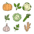 Vegetable and herbs sketch. Pumpkin, spinach, cauliflower, dill and cabbage. Celery, herb, garlic, parsley and ginger. Hand drawn