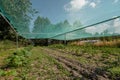 Vegetable home garden with seedlings and young greens. Garden ridges with transparent tent protection of the sun.