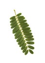 Vegetable Humming Bird leaf isolated