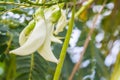 Vegetable humming bird, Sesbania grandiflora, agasta.