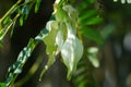 Vegetable hummingbird Also called Sesbania grandiflora, hummingbird, West Indian pea, Jayanti, agati with a natural background