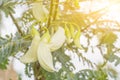 Vegetable Hummingbird with light in the morning