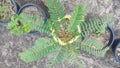 Vegetable hummingbird Plant