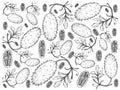 Hand Drawn of Fresh West Indian Gherkin Fruits Background