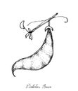 Hand Drawn of Fresh Dolichos Lablab Pods Royalty Free Stock Photo