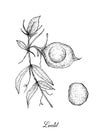 Hand Drawn of Fresh Lentil Pod on Tree