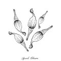 Hand Drawn of Squash Blossoms on White Background Royalty Free Stock Photo