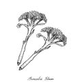 Hand Drawn of Fresh Raw Broccolini on White Background Royalty Free Stock Photo