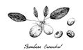 Hand Drawn of Bambara Nuts on White Background