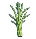 vegetable image asparagus green watercolor painting style , illustration white background