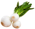 Spring onion isolated over white background Royalty Free Stock Photo
