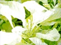 White or yellow:vegetable leaves changed color when overexposed Royalty Free Stock Photo