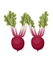 Vegetable letter W radish style cartoon vegetable design flat vector illustration isolated on white background