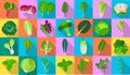 Vegetable lettuce flat vector icon.Illustration of isolated flat icon vegetable salad . Vector illustration set lettuce