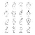 Vegetables thin line icons collection set, Outline simple design, Isolated on white background, Vector Illustration. Royalty Free Stock Photo