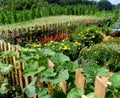 Vegetable luxuriance garden Royalty Free Stock Photo