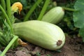 Vegetable marrow Royalty Free Stock Photo