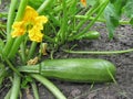 Vegetable marrow in the vegetable garden