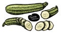 Vegetable marrow. Green whole and sliced zucchini courgette. Farm food vector illustration