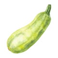 Vegetable marrow isolated on a white background. Hand drawn watercolor illustration.
