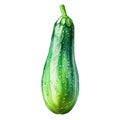 Vegetable marrow isolated on a white background. Watercolor illustration.