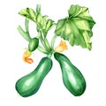 Vegetable marrow plant, squash watercolor illustration on white