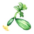 Vegetable marrow plant, squash watercolor illustration on white Royalty Free Stock Photo